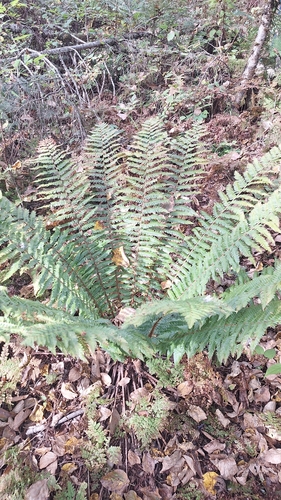 Dryopteris crassirhizoma, photograph 1