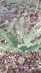 Dryopteris crassirhizoma