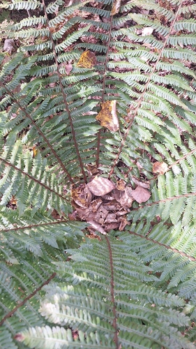 Dryopteris crassirhizoma, photograph 2