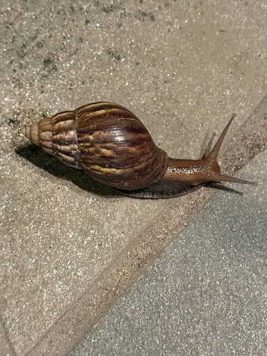 Lissachatina fulica observed 2026-09-13