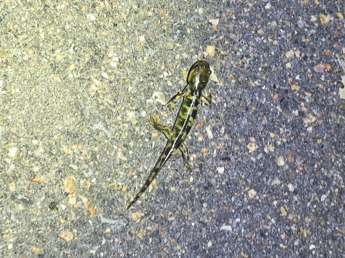 Western Tiger Salamander