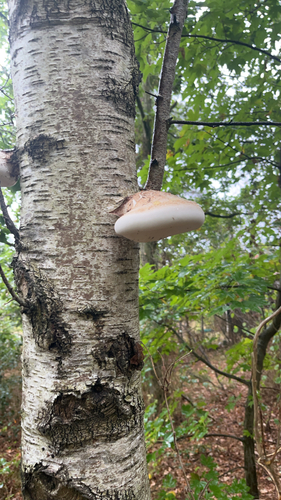 birch polypore