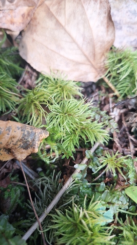 Pleuroziopsis ruthenica observed 2026-09-13