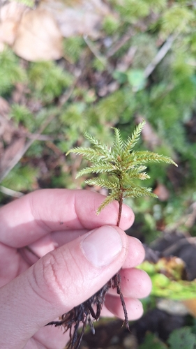 Climacium japonicum observed 2026-09-13