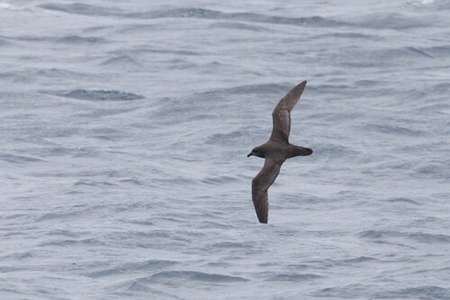 iNaturalist image