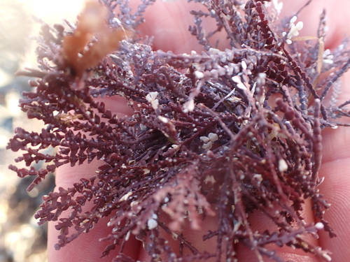 Bossiella orbigniana, 2026-09-13
