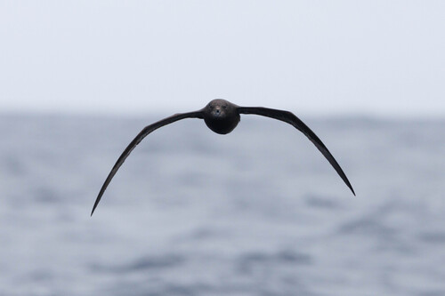 iNaturalist image
