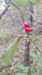 Lonicera chrysantha