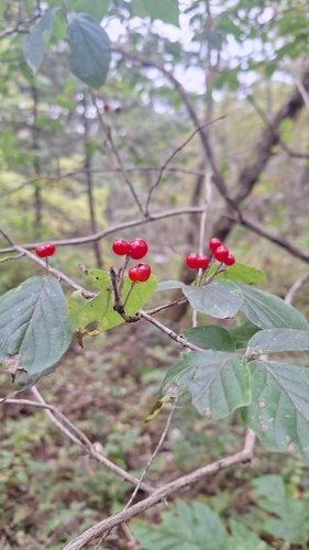 Lonicera chrysantha, photograph 2