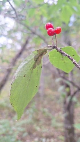 Lonicera chrysantha, photograph 3