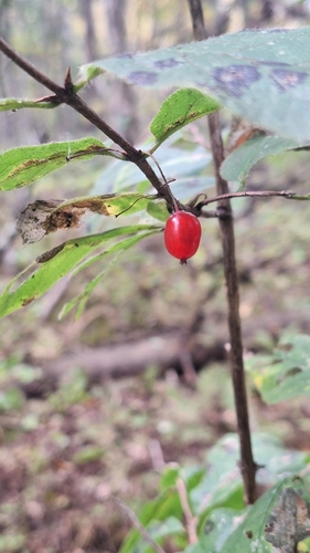 Lonicera maximowiczii