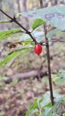 Lonicera maximowiczii