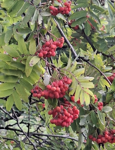 European mountain ash