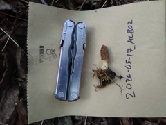 Morchella pulchella