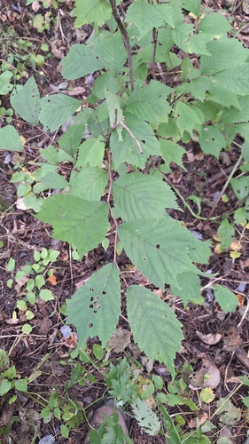 Ulmus laciniata observed 2026-09-13