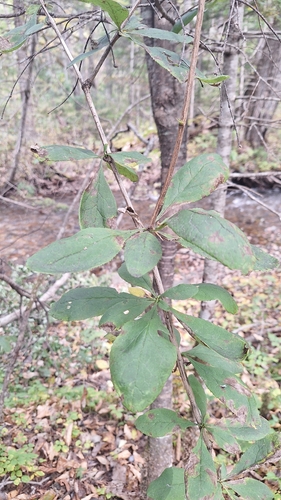 Berberis amurensis