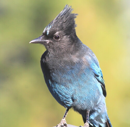 Steller's Jay