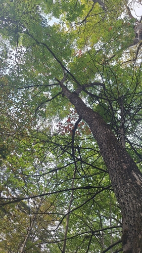 Acer pictum observed 2026-09-13