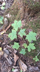 Acer pictum, photograph (c) Violetta Dzizyurova, some rights reserved (CC BY)