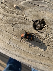 Nicrophorus americanus