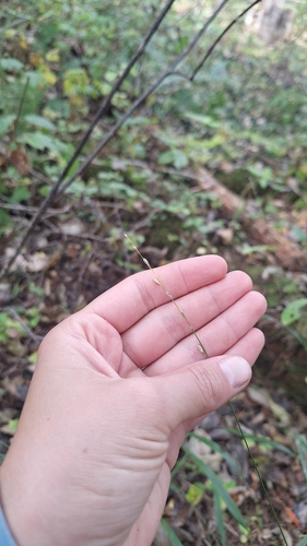 Diarrhena mandshurica
