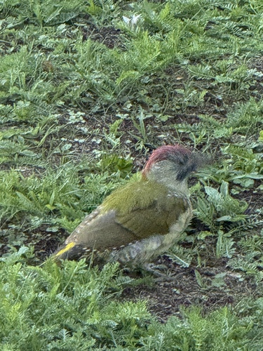 Eurasian Green Woodpecker