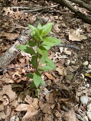 Lysimachia quadrifolia