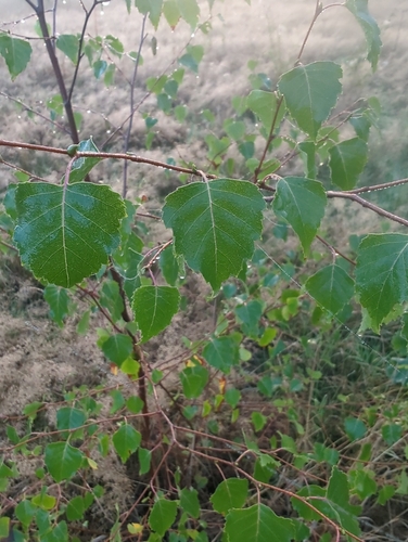 silver birch
