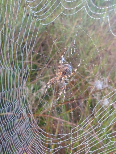 Cross Orbweaver