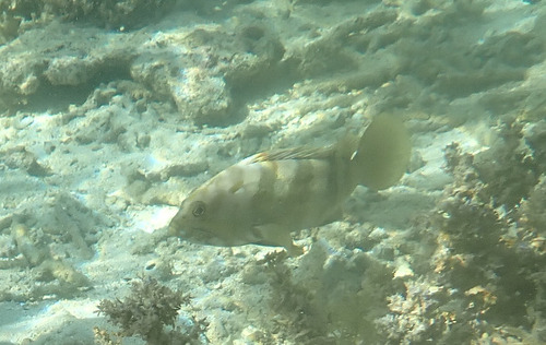 Epinephelus rivulatus observed 2026-09-13