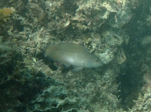 Pseudochromis fuscus observed 2026-09-13