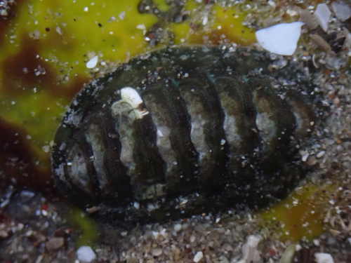 Hartweg's Chiton