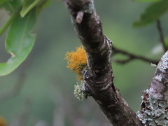 Teloschistes exilis