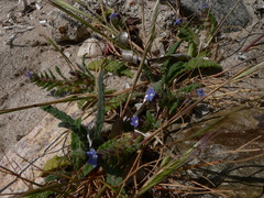 Anchusa crispa