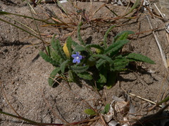 Anchusa crispa