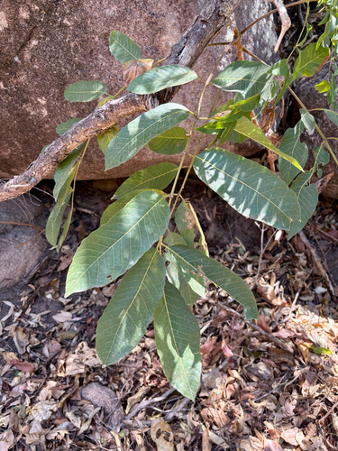 Canarium australianum observed 2026-09-14