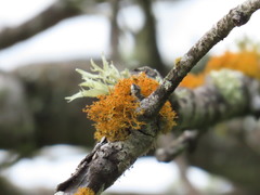 Teloschistes exilis