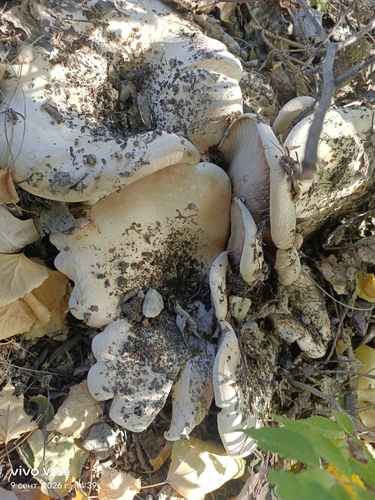 Lactarius controversus — (c) Елена А. Кизилова, some rights reserved (CC BY)