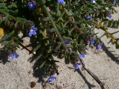 Anchusa crispa