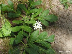 Ornithogalum baeticum