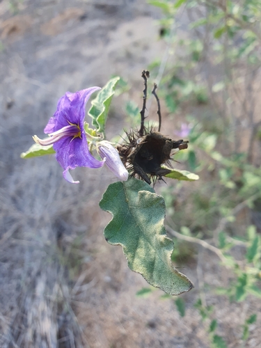 Solanum houstonii