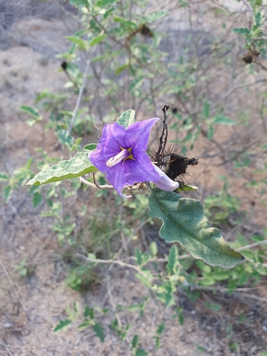 Solanum houstonii, photograph 2
