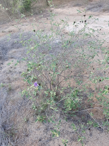 Solanum houstonii, photograph 3