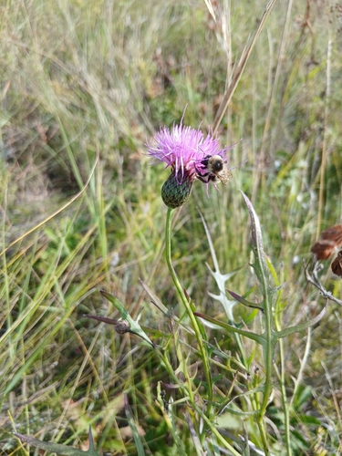 Klasea centauroides
