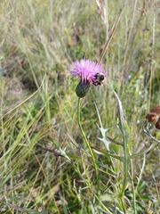 Klasea centauroides