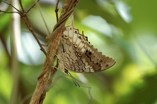 Charaxes orilus