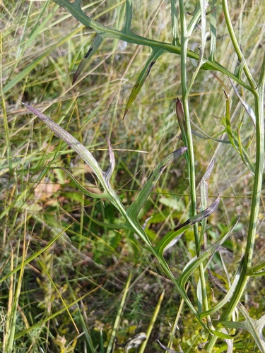 Klasea centauroides, photograph 2