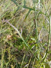 Klasea centauroides, photograph (c) Святослав Власенко, some rights reserved (CC BY)