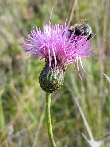 Klasea centauroides, photograph 3