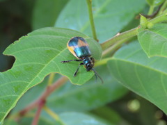 Monocesta ducalis